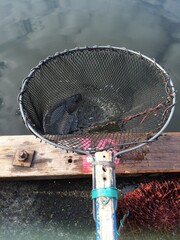 Japanese carp fish caught in net