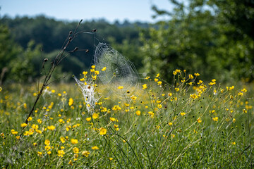 Ranunculus acris and a spiderweb. Tiny yellow flowers blooming in a wild sunlit meadow in summer, Lithuania. Selective focus on the details, blurred background.