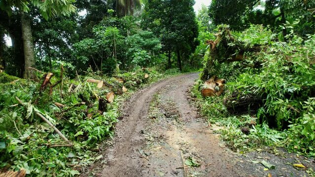 Aerial view low over a road, passing a cut down, fallen tree in Sao Tome, Africa - rising, drone shot
