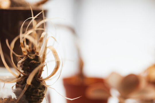 Cactus with papyrus leaves (with paper needles)(or Tephrocactus articulatus papyracanthus, paper cactus) on the windowsill. Narrow focus, shooting against the light.