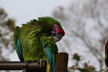 首をかしげてこちらを見るカラフルなオウム
