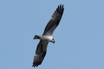 osprey in flight