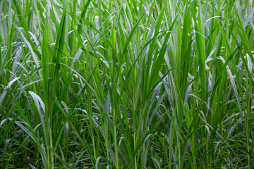 Plants for cattle in the field.