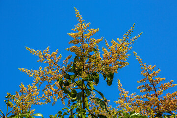 A bouquet of mangoes in bloom on the sky background