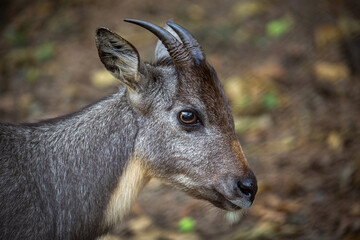 Goral's face and side details in nature. - obrazy, fototapety, plakaty
