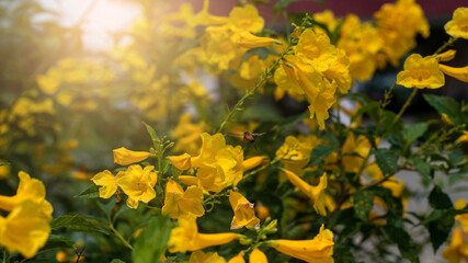 Yellow flowers surrounded by green foliage are then delighted.