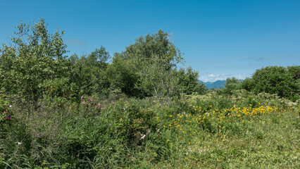Lush grass and wildflowers grow in the summer meadow. Green trees against a blue sky. A mountain range in the distance. Kamchatka