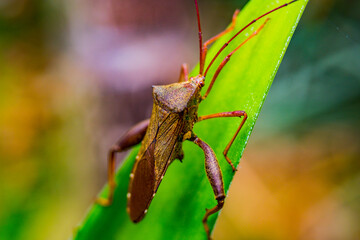 grasshopper on a leaf