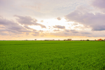 green field and blue sky