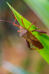 grasshopper on a leaf