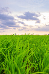 Obraz premium green field and blue sky