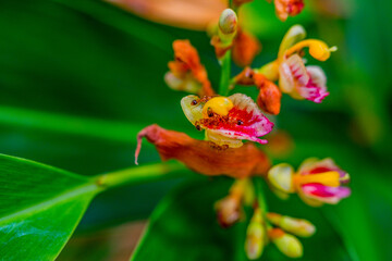 Obraz premium flower in the garden