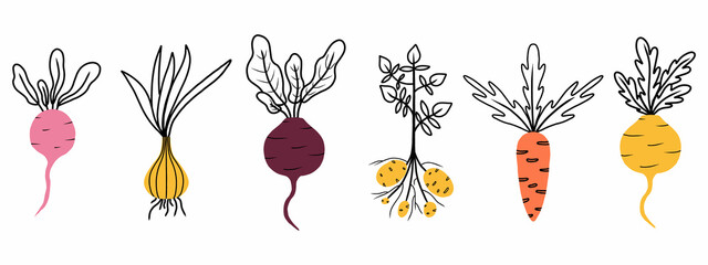 Illustration of a root vegetable. Onion, radish. beets, turnips, carrots, potatoes. Set of vegetables. Root types. Vector illustration in doodle style. - obrazy, fototapety, plakaty