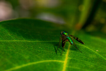 fly on leaf