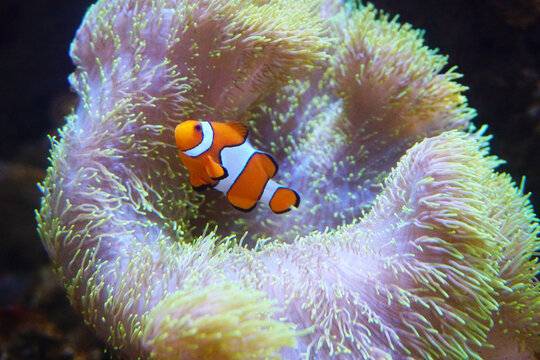 カクレクマノミ Images Browse 1 251 Stock Photos Vectors And Video Adobe Stock