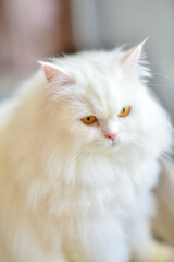 Cute White Persian Cat