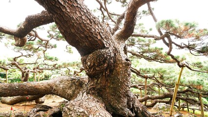 old pine tree