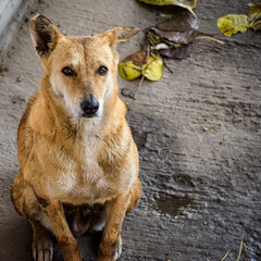 Street dog searching for some amazing food, Dog in old delhi area Chandni Chowk in New Delhi, India, Delhi Street Photography