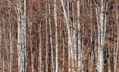 Obraz premium the stems of trees in a beech forest in autumn