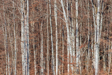 Fototapeta premium in a thick deciduous forest in late autumn