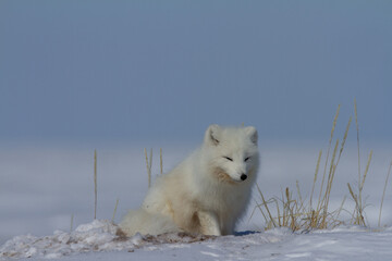 Naklejka premium Arctic fox, Vulpes Lagopus, sitting in snow and staring around the tundra
