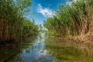 Schilfgras im Sommer am Ufer eines Sees in Bodenhöhe fotografiert