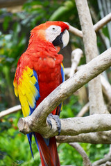 Red Macaw 