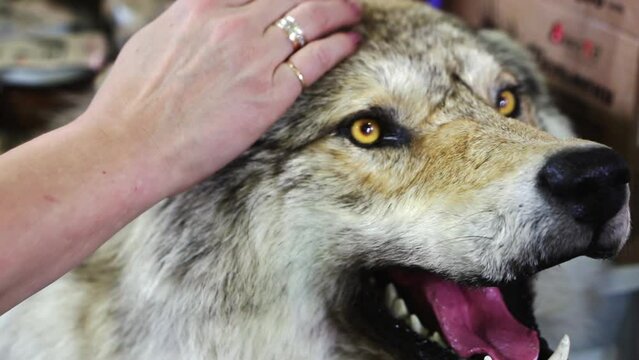 A woman's hand strokes a stuffed wolf.