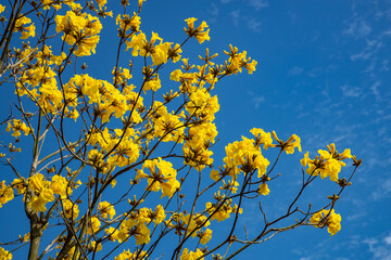 Obraz premium Yellow bells in full bloom