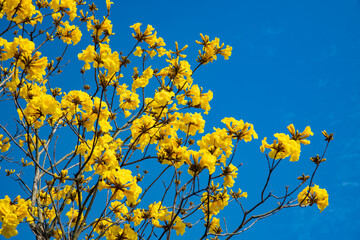 Yellow bells in full bloom