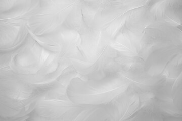 White Feathers Texture Background. Swan Feathers	