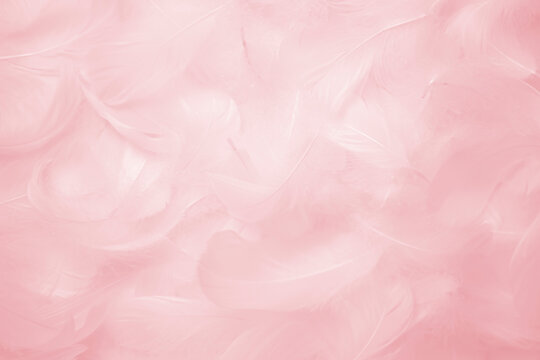 Pink Feathers Texture Background. Swan Feathers	