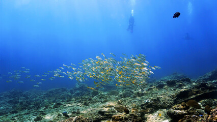 Fototapeta na wymiar Underwater photo of a scuba diver and huge school of fish 