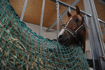 Almaty, Kazakhstan - 10.08.2016 : The horse is standing in a special paddock