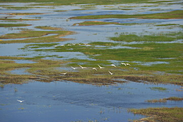 Zhambyl region, Kazakhstan - 05.17.2013 : Swans flying over the river in a wide valley.