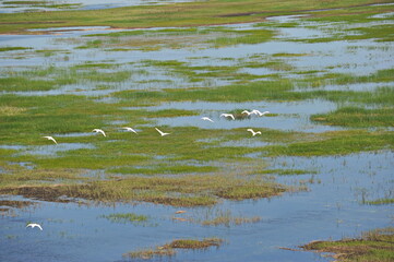 Zhambyl region, Kazakhstan - 05.17.2013 : Swans flying over the river in a wide valley.