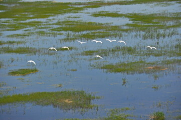 Zhambyl region, Kazakhstan - 05.17.2013 : Swans flying over the river in a wide valley.