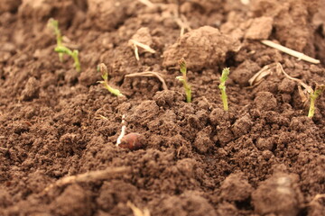 Black Chickpeas Germination in Field.
