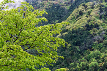 雨上がりの新緑