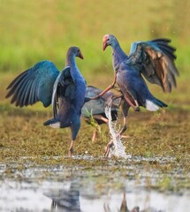 Beautiful bird