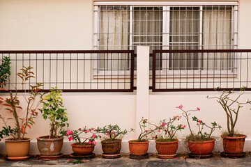 The background of the house is a plaster wall lined with empty flower pots neatly.