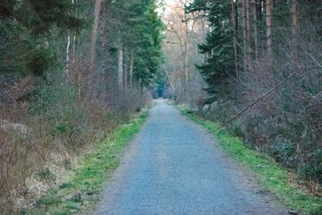 path in the woods