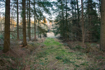 path in the woods