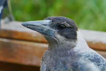 Magpie closeup headshot, common throughout Australia.
