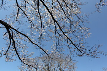 岡崎公園の淡墨桜