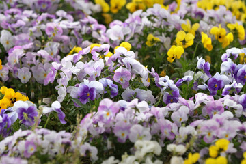 Obraz premium Blooming violets in the garden