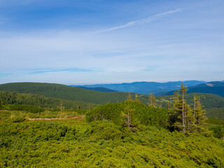 Mountain landscape with coniferous forest, bushes and beautiful sky. Carpathian valley near Hoverla in autumn sunny day.