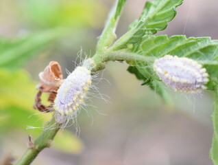 Seychelles scale insect Icerya seychellarum cottony pest insect on leaf