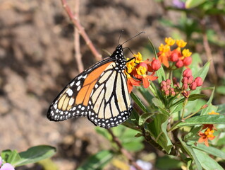 Monarch butterfly Danaus plexippus sitting on flower
