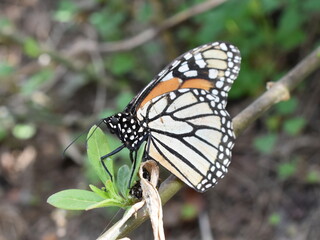 Monarch butterfly Danaus plexippus laying eggs on a milkweed plant